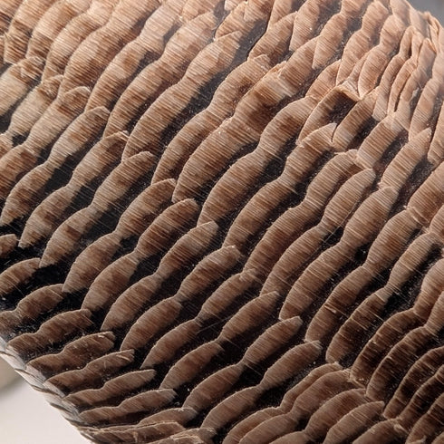 復古角鱗裝飾物一對小雕像